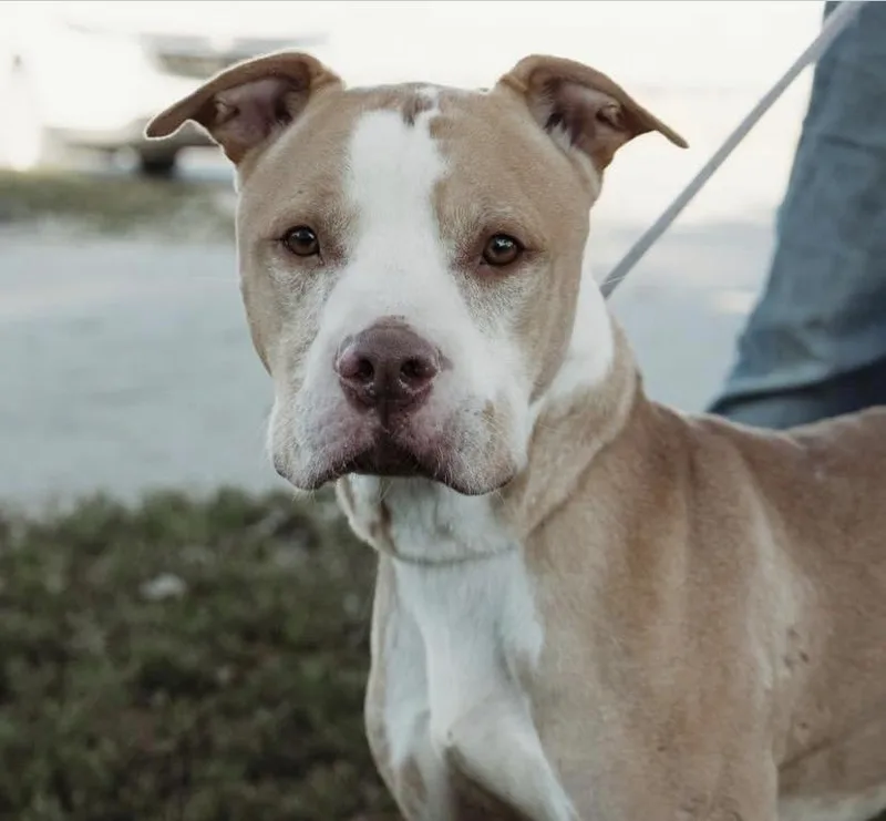 Harrison thumbnail 3