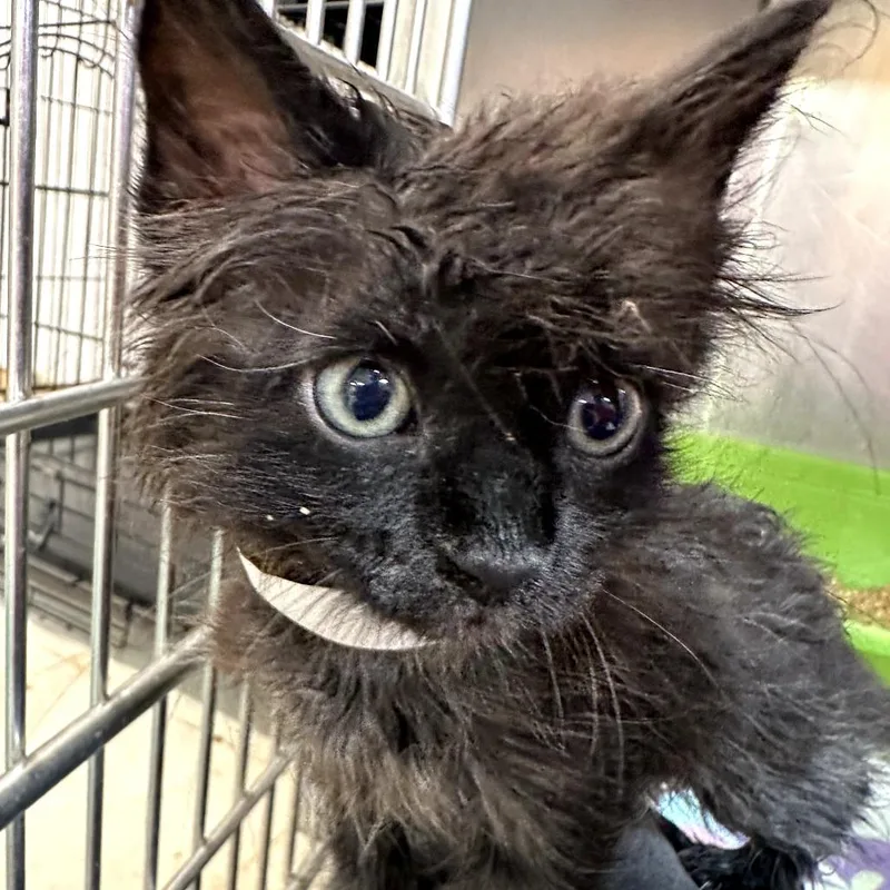 A baby small-sized male Black Domestic Short Hair cat named Bowtie for adoption in Leander, TX