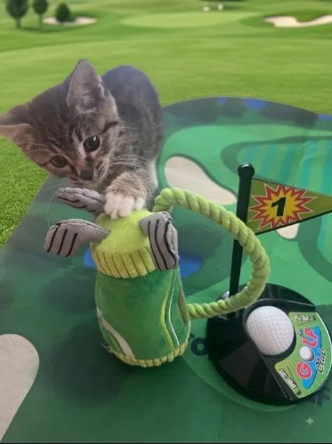A baby medium-sized male Domestic Short Hair cat named Mulligan for adoption in Wintersville, OH