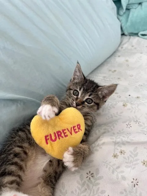 Mulligan thumbnail 4