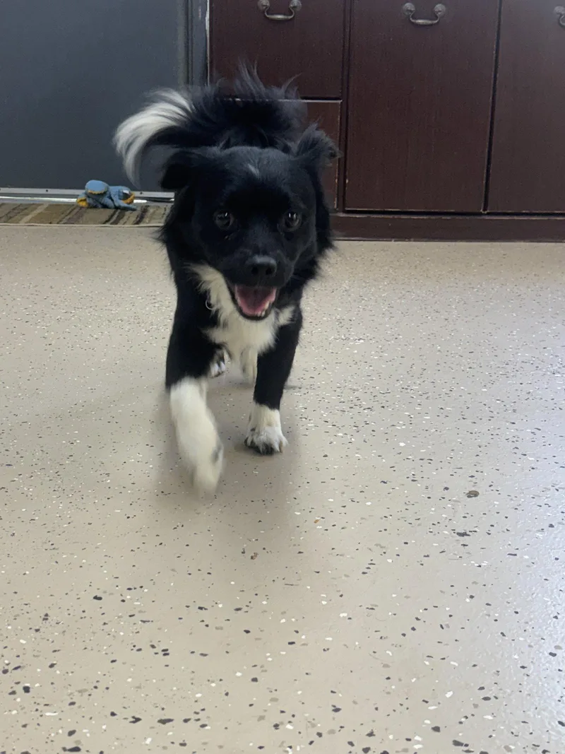 An adult small-sized male Chihuahua dog named Lucus for adoption in York, SC