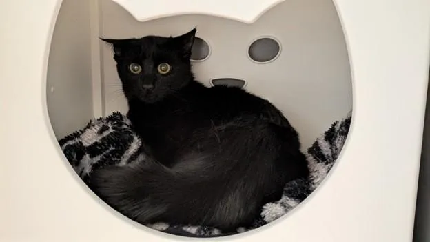A young medium-sized female Domestic Short Hair cat named Booboo for adoption in Leesburg, VA