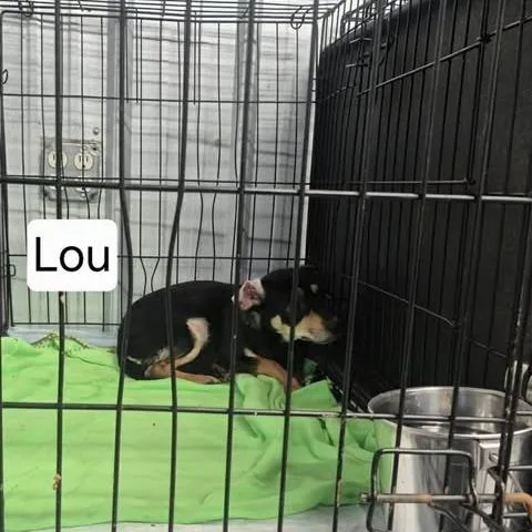 An adult small-sized female Black Chihuahua dog named Lou for adoption in Dover, AR