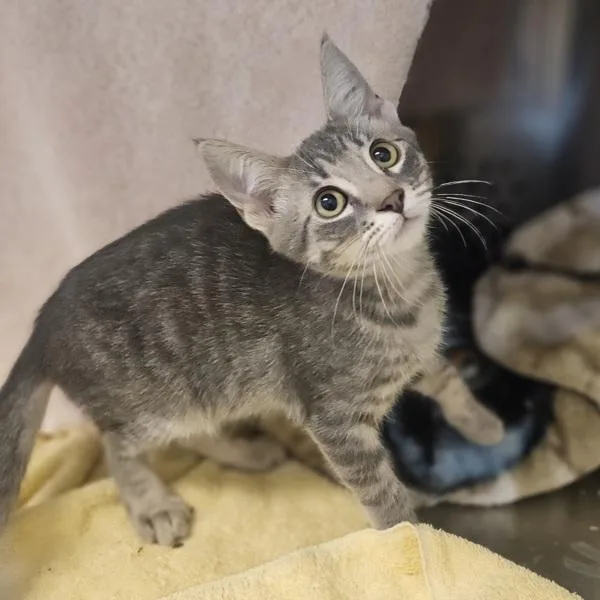 A baby medium-sized male Domestic Short Hair cat named Max for adoption in Oakland, CA