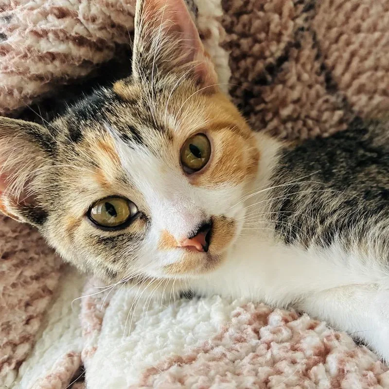 A baby small-sized female Torbie Domestic Short Hair cat named Sea Star for adoption in Huntsville, AL