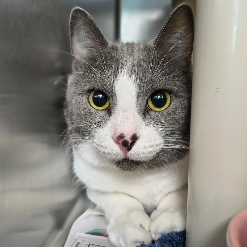 An adult large-sized male White Domestic Medium Hair cat named Zeke for adoption in Springfield, MA