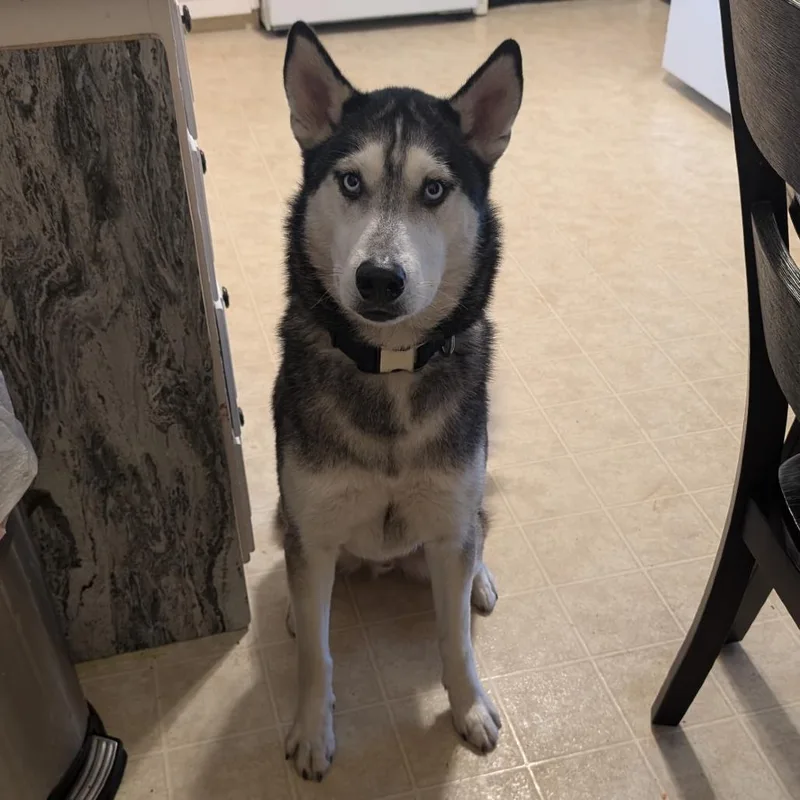 An adult large-sized male Husky dog named Zion for adoption in Bristol, IN