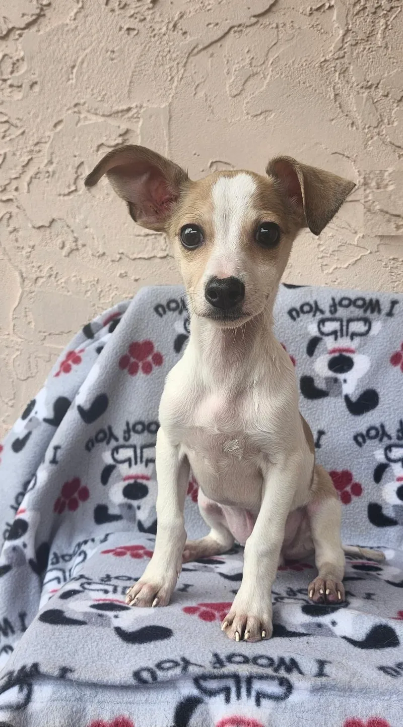A baby small-sized male Dachshund dog named Yumii for adoption in Orlando, FL