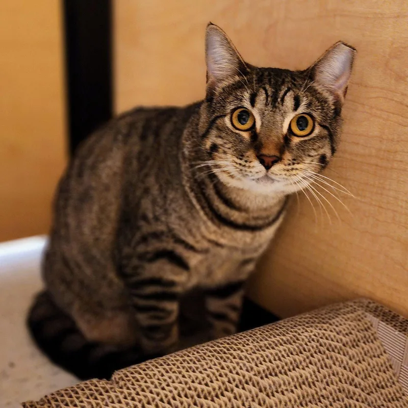 A young medium-sized female Tabby cat named Baby for adoption in Garland, TX