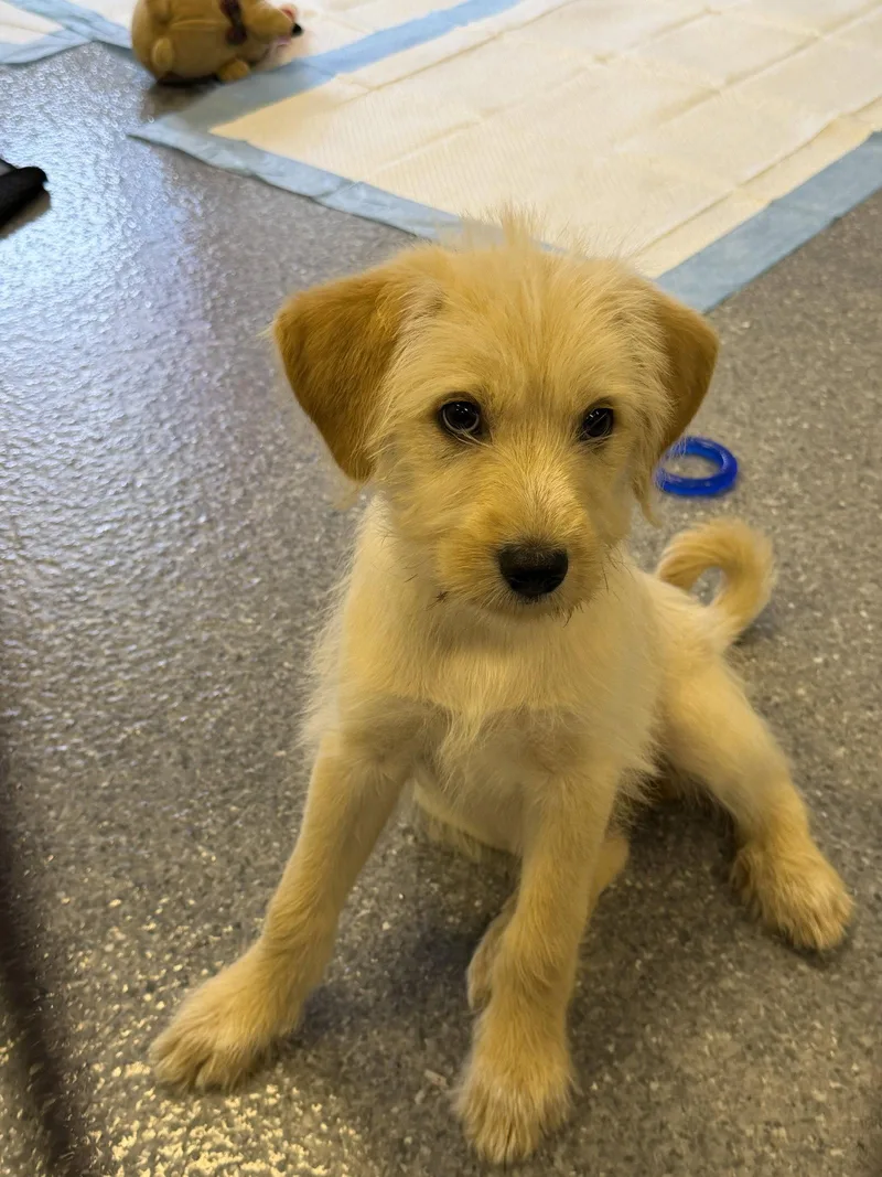 A baby large-sized female Poodle dog named Laverne for adoption in Steeleville, IL