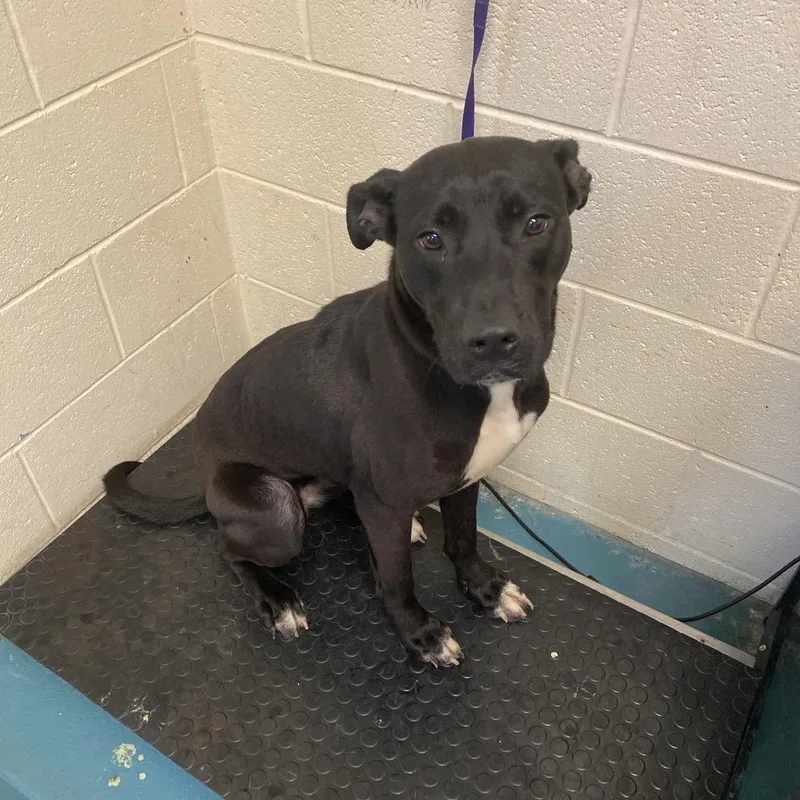An adult medium-sized female Black Mixed Breed dog named Elizabethlynzi for adoption in Memphis, TN