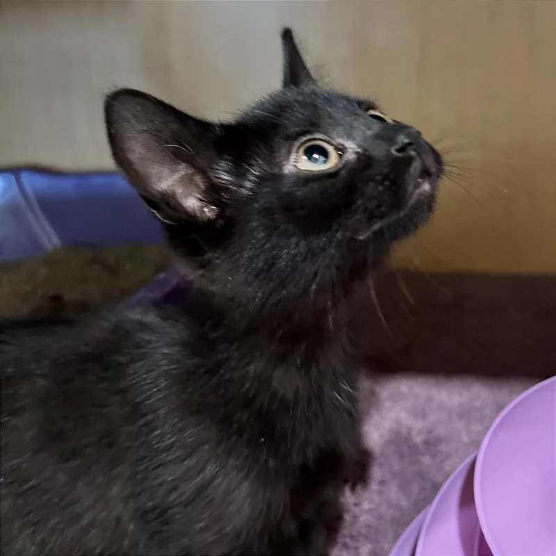 A baby small-sized female Black Domestic Short Hair cat named Dahlia for adoption in Washington Township, OH