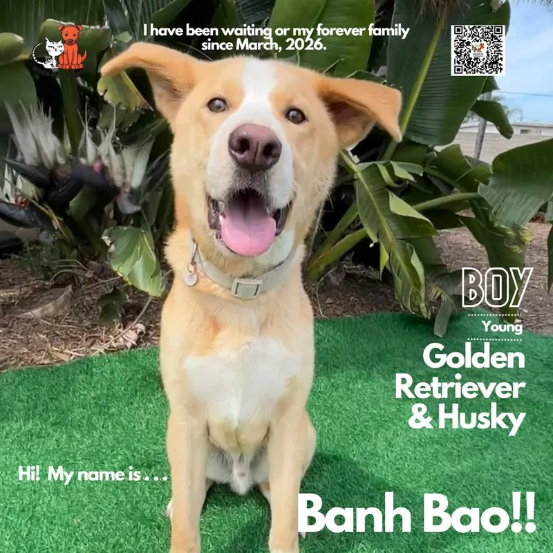 A young medium-sized male Golden Husky dog named Banh Bao for adoption in Westminster, CA
