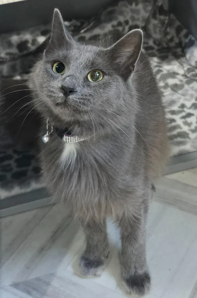 A baby small-sized female Domestic Medium Hair cat named Mona for adoption in Murphysboro, IL
