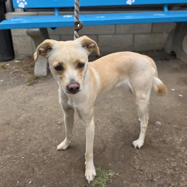 An adult small-sized female Chihuahua dog named Love for adoption in Long Beach, CA