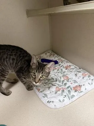 A baby medium-sized male Domestic Short Hair cat named Barrel for adoption in East Brookfield, MA