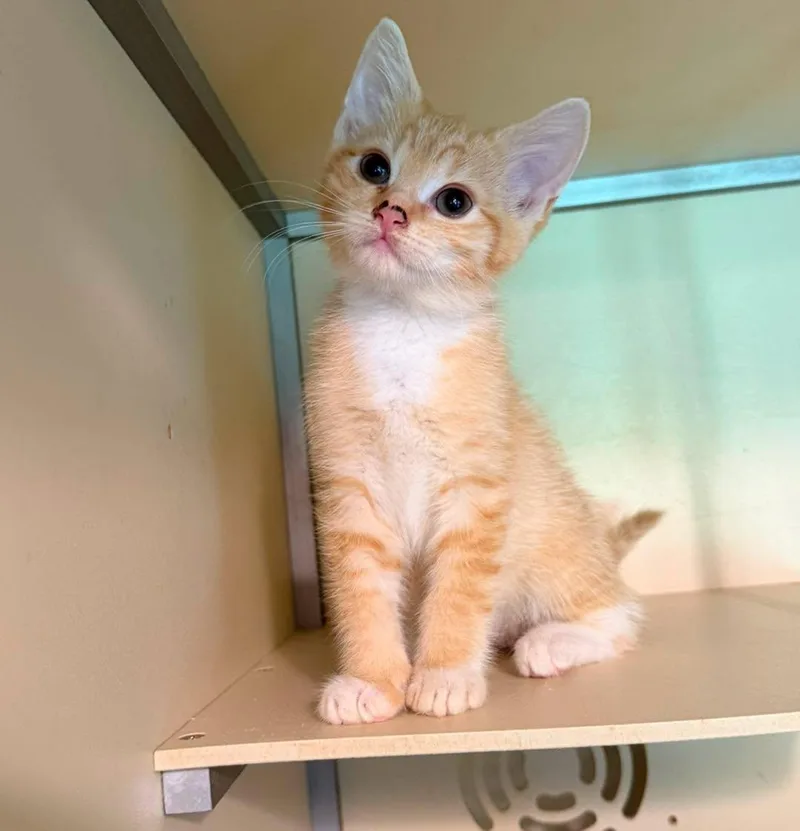 A baby small-sized female Tabby cat named Ella for adoption in Capshaw, AL