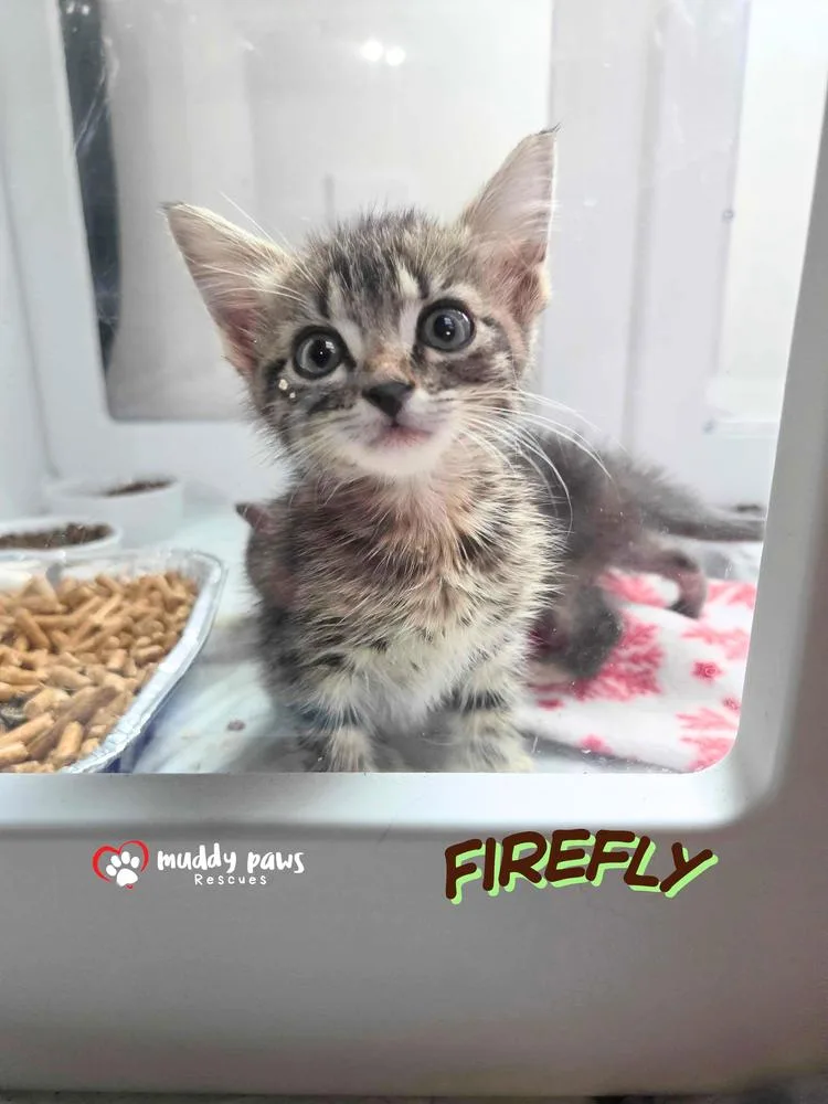 A baby small-sized female Domestic Short Hair cat named Firefly for adoption in Council Bluffs, IA