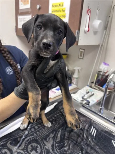 A baby small-sized female German Shepherd Dog dog named Bumblebee for adoption in Norco, CA
