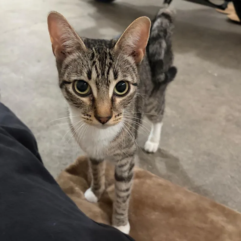 A young medium-sized female Brown / Chocolate Domestic Short Hair cat named Tily for adoption in Tacoma, WA
