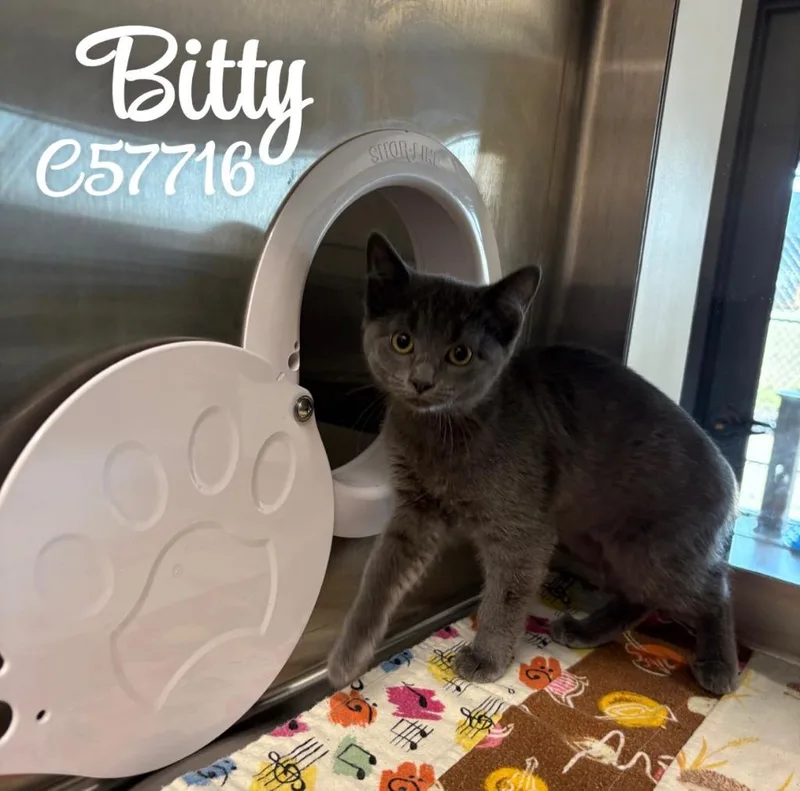 Bitty