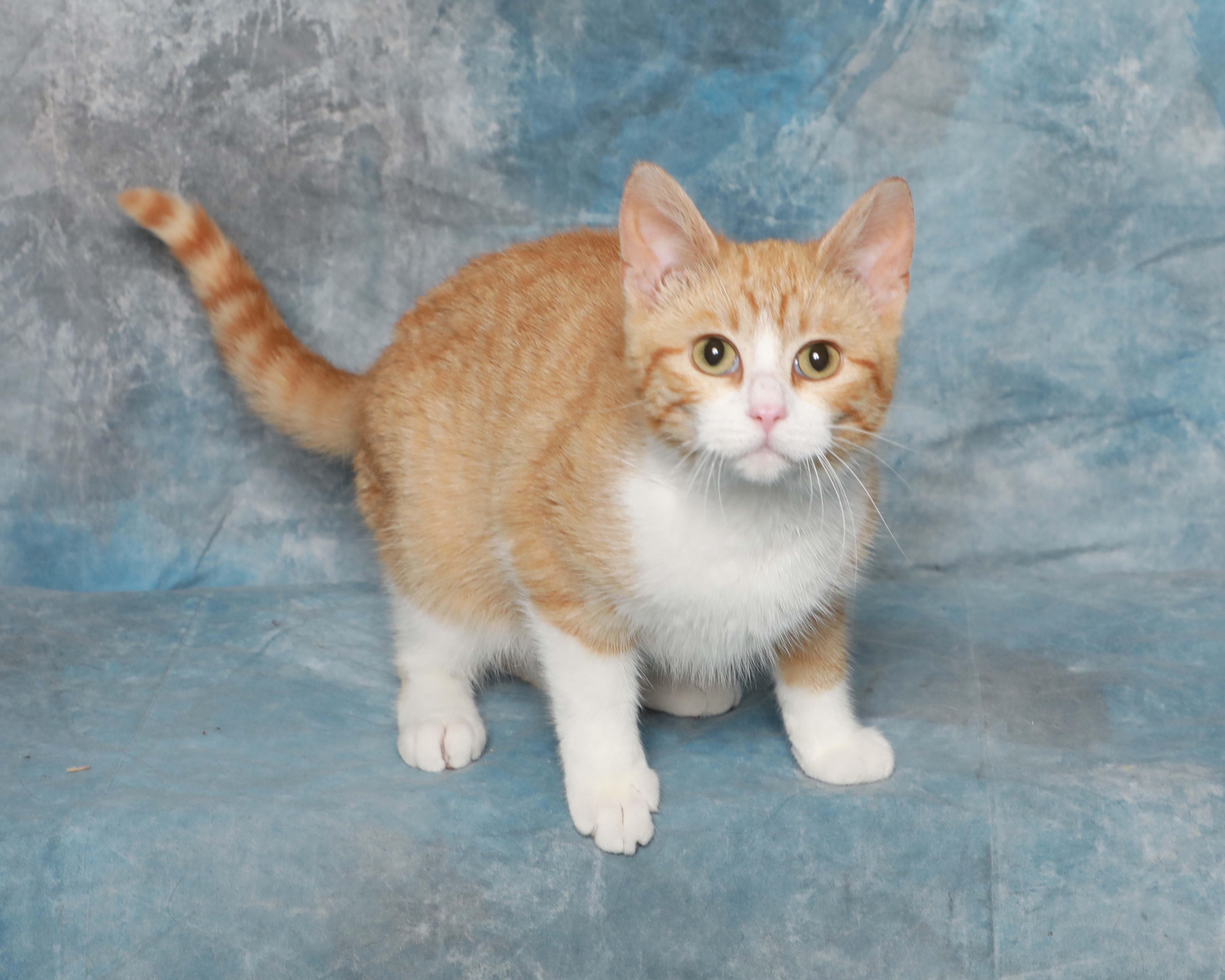A baby medium-sized female Orange / Red Domestic Short Hair cat named Ginger for adoption in Rock Falls, IL