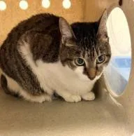 An adult medium-sized female Domestic Short Hair cat named Orrie for adoption in West Chester, PA