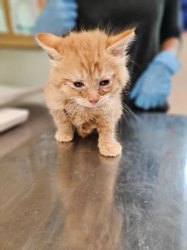 A young medium-sized male Tabby (Orange / Red) Domestic Medium Hair cat named Theodore for adoption in Disputanta, VA