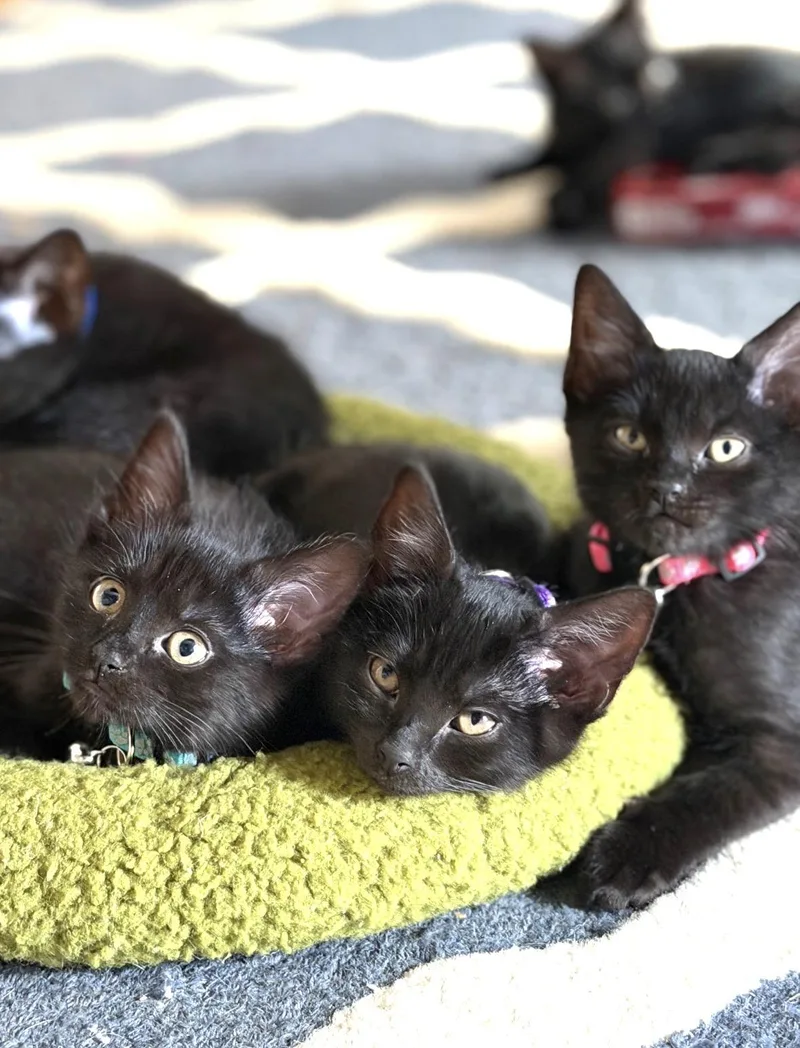 A baby medium-sized female Black Domestic Short Hair cat named Tut for adoption in Bronx, NY