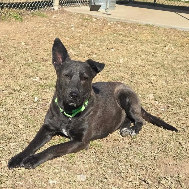 An adult medium-sized female Black Shepherd dog named Meg for adoption in Spring, TX