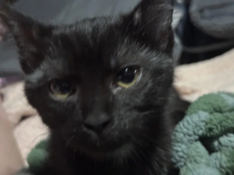 A baby medium-sized female Domestic Short Hair cat named Baby Spicey for adoption in Cuyahoga Falls, OH