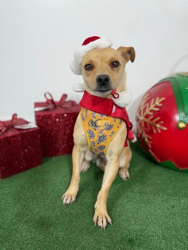 A young small-sized female Yellow / Tan / Blond / Fawn Chihuahua dog named Bell for adoption in Carlsbad, CA