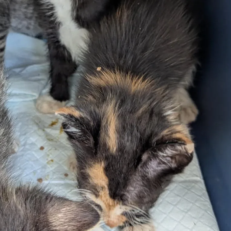A baby small-sized female Calico Domestic Short Hair cat named Fay for adoption in Englewood, FL