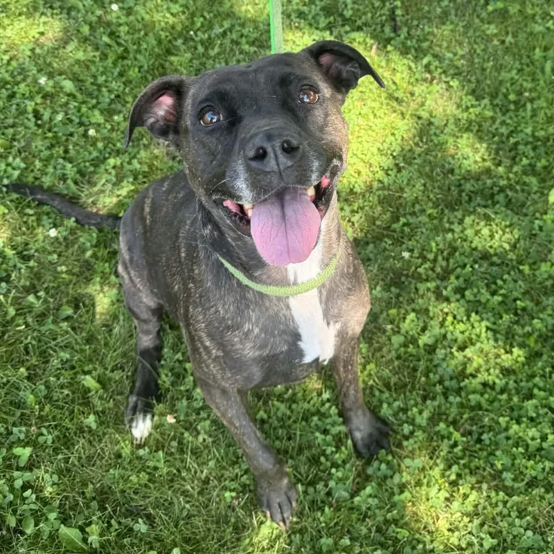 An adult medium-sized female Brindle Pit Bull Terrier dog named Cookie for adoption in Valparaiso, IN