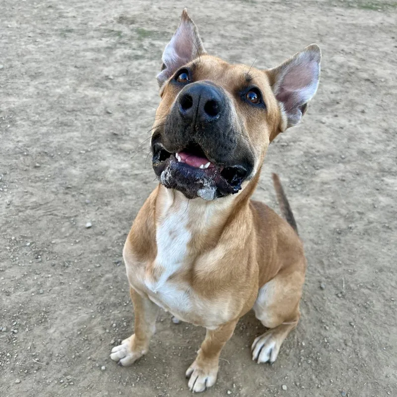 An adult large-sized male Yellow / Tan / Blond / Fawn Bullmastiff dog named Lucki for adoption in Ojai, CA