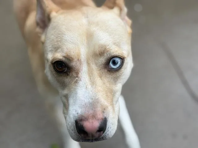 Stella