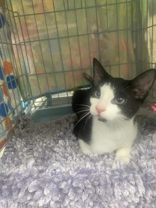 A baby small-sized female Domestic Short Hair cat named Sammy for adoption in Gainesville, FL