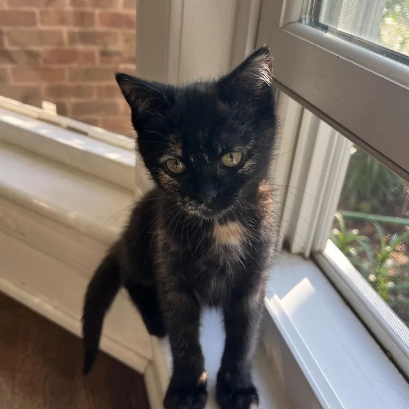 A baby small-sized female Black Domestic Medium Hair cat named Beauty for adoption in Harrisonburg, VA
