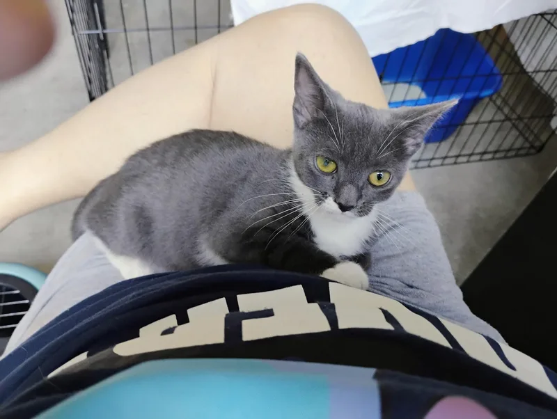 A young medium-sized female Gray & White Domestic Short Hair cat named Little Bit for adoption in Williamsburg, VA