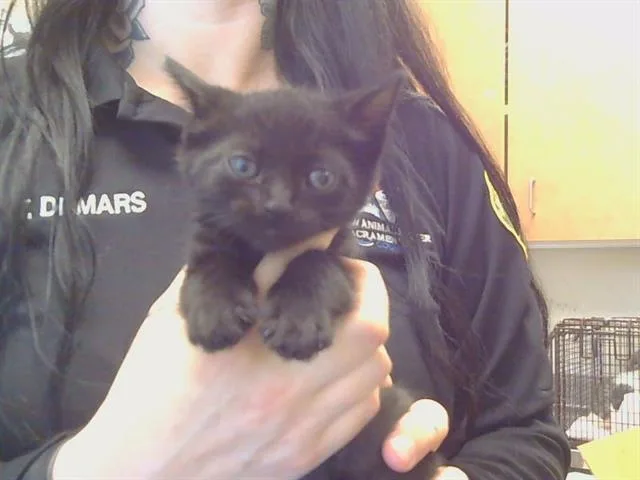 A baby small-sized male Domestic Short Hair cat named Seminole for adoption in Sacramento, CA