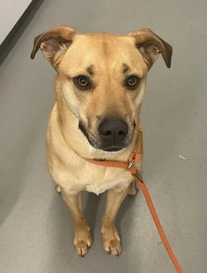 An adult medium-sized male Black Mouth Cur dog named Rocky for adoption in Seattle, WA
