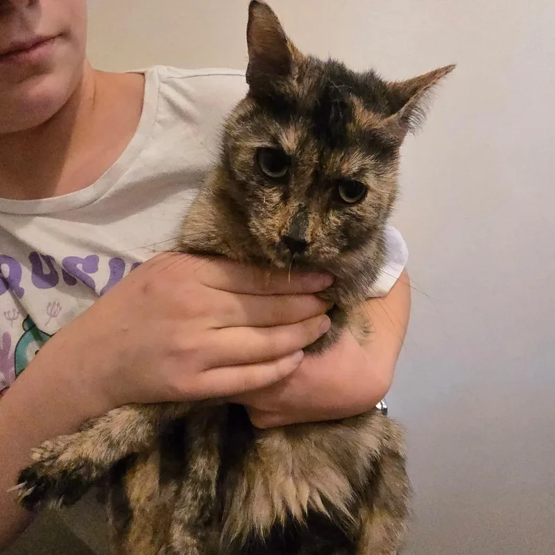 An adult medium-sized female Domestic Medium Hair cat named Roka for adoption in Klamath Falls, OR