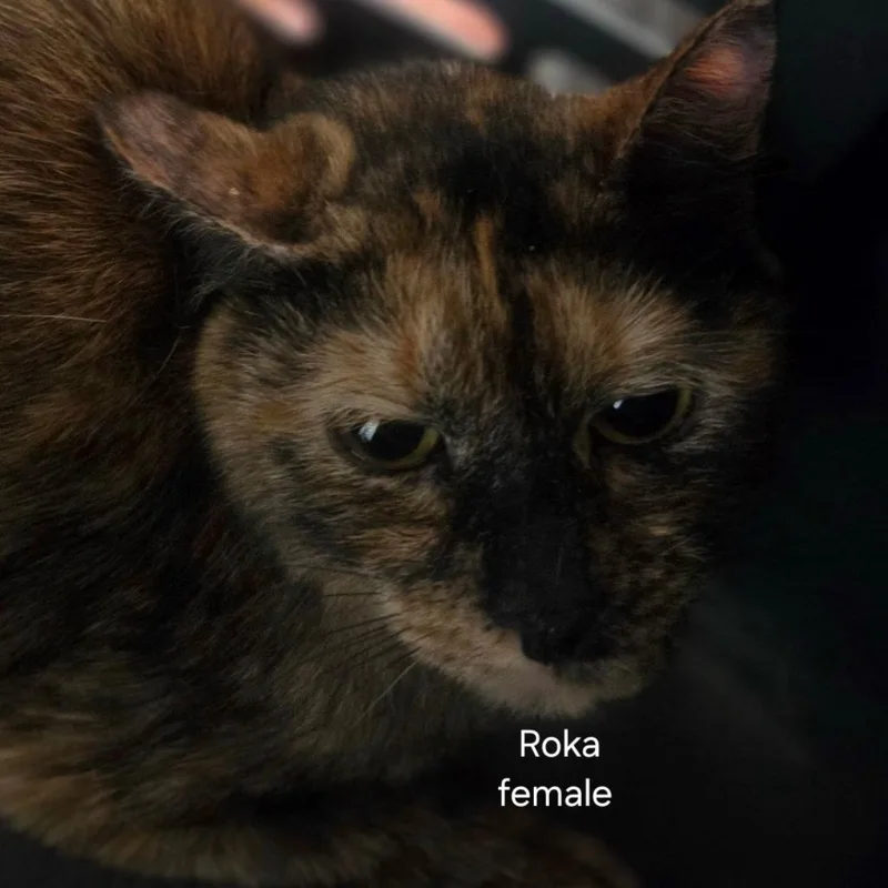 Roka thumbnail 2