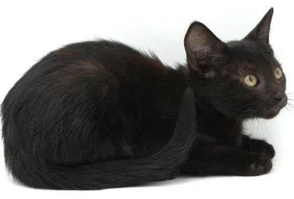 A young small-sized female Domestic Short Hair cat named Cartwheel for adoption in Bowling Green, KY