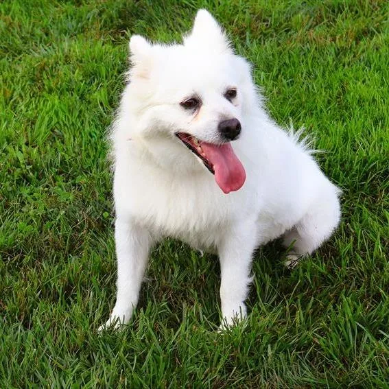 An adult small-sized female White / Cream American Eskimo Dog dog named Sadie Mae for adoption in Northbrook, IL