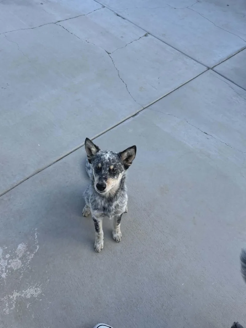 Sid