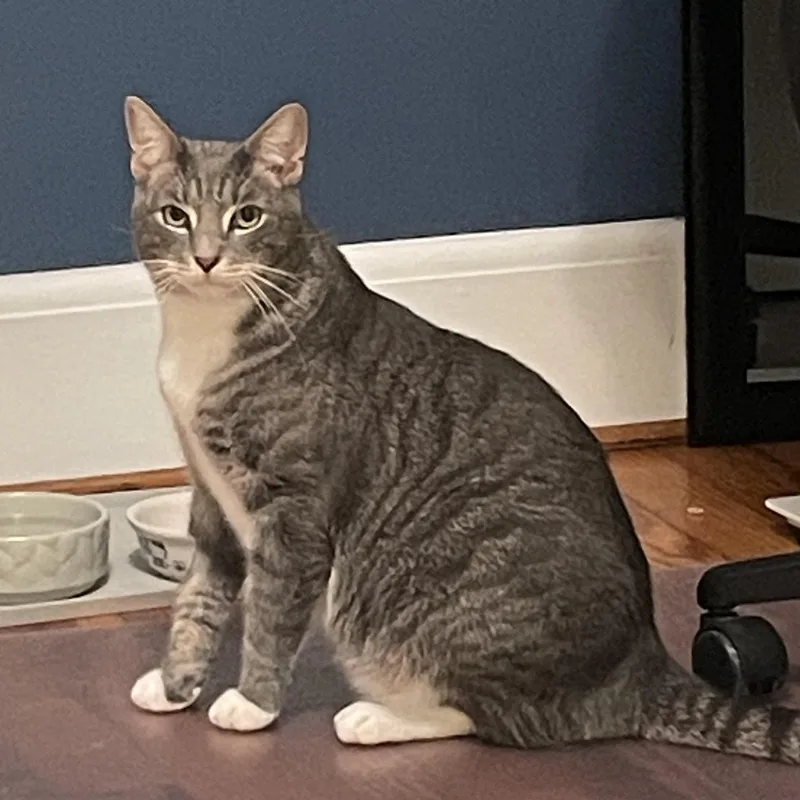 An adult large-sized male Tabby cat named Yikes for adoption in Maple Shade, NJ
