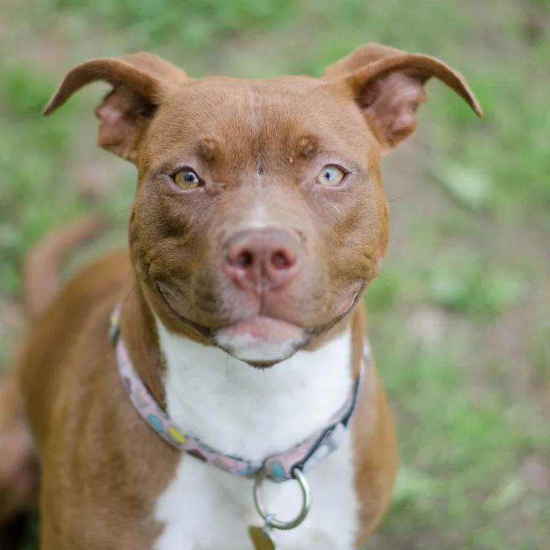 A senior medium-sized female Brown / Chocolate Mixed Breed dog named Caramel for adoption in Auburn, AL