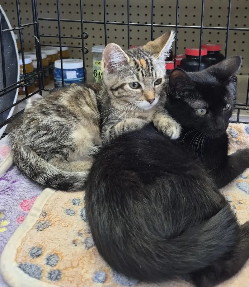 A baby medium-sized female Torbie Domestic Short Hair cat named Ruby for adoption in Eugene, OR