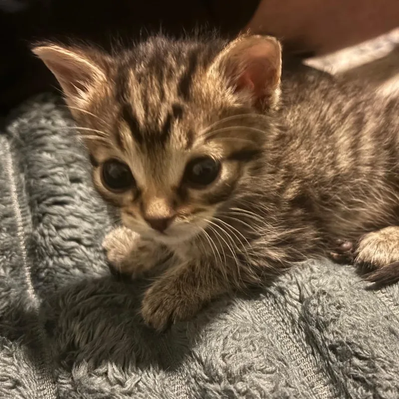 A baby small-sized female Brown / Chocolate Domestic Short Hair cat named Emily for adoption in Bulverde, TX